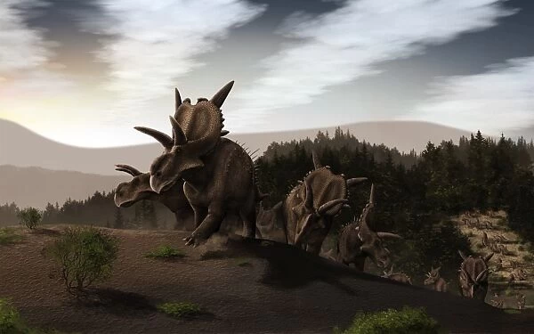 Herd of Xenoceratops foremostensis from the Cretaceous Period