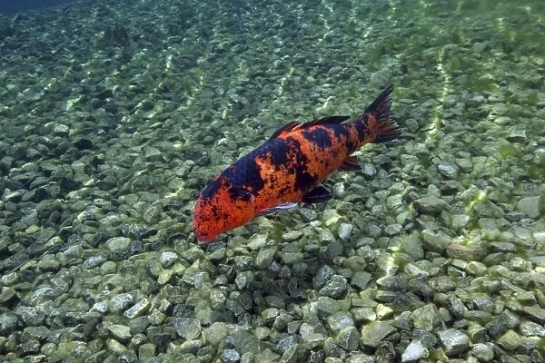 A Hi Utsuri koi fish swims over a rocky bottom