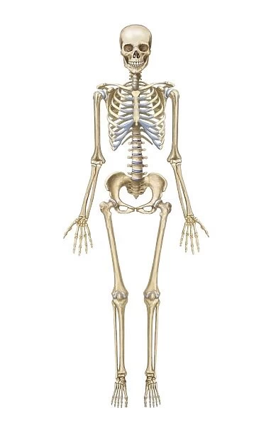 Human skeletal system, front view