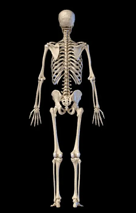 Framed Print : Standing Human Skeleton Print on Black Background Framed Print : Standing Human Skeleton Print on Black Background