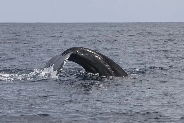 A humpback whale dives in the Caribbean Sea