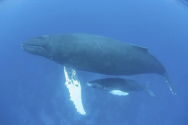 A humpback whale mother and calf in the Caribbean Sea