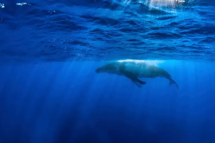 Framed Print : Humpback Whale Surface Play Print Framed Print : Humpback Whale Surface Play Print