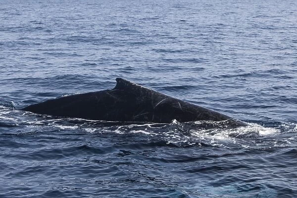 A humpback whale surfaces to breathe in the Caribbean Sea