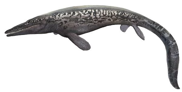 Illustration of a Tylosaurus from the prehistoric era