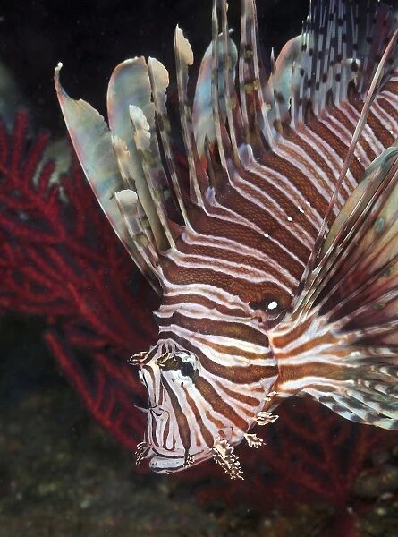 Indonesian Lionfish on a wreck site off the coast of North Carolina
