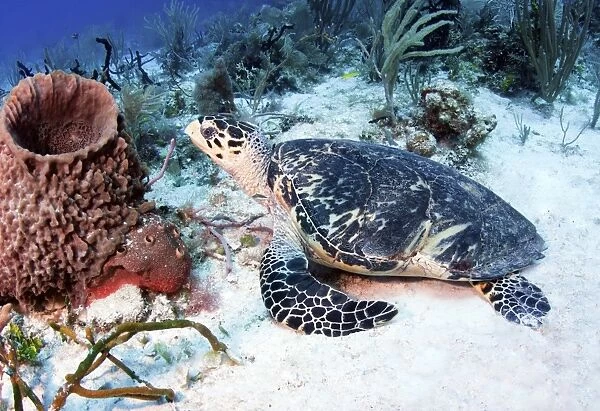 An injured Hawksbill Turtle in Caribbean Sea, Mexico