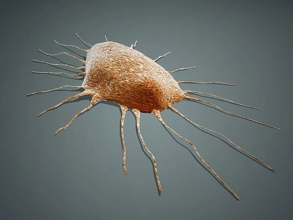 Isolated cancer cell Macrophage
