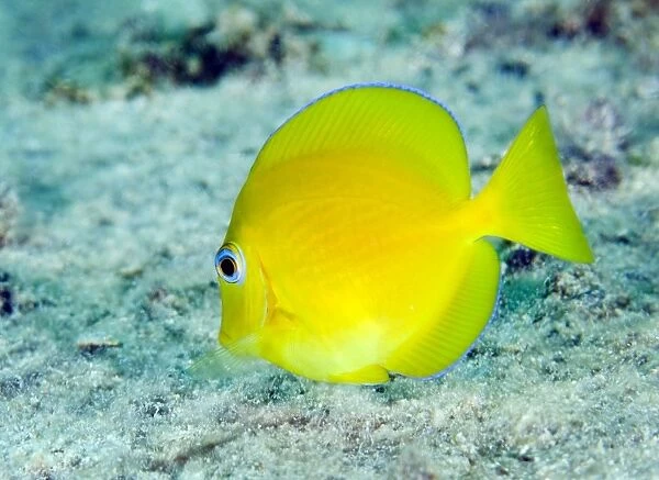 A juvenile Blue Tang searching for food, Key Largo, Florida