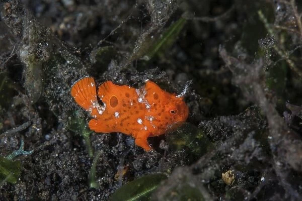 A juvenile painted frogfish on the seafloor