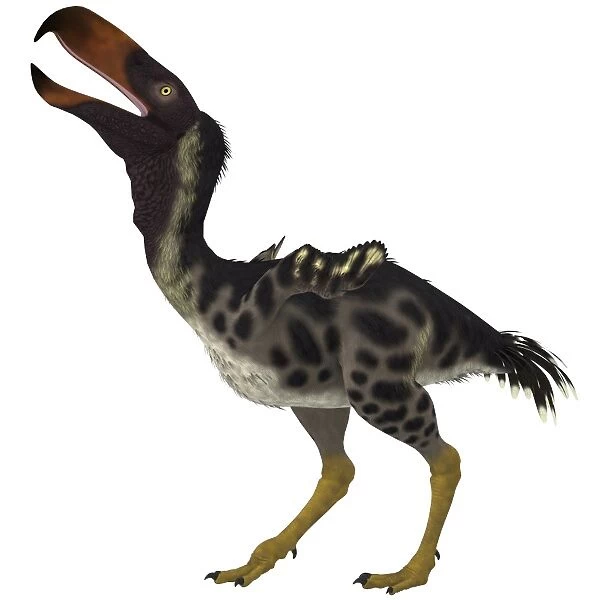 Kelenken is an extinct genus of giant flightless predatory birds