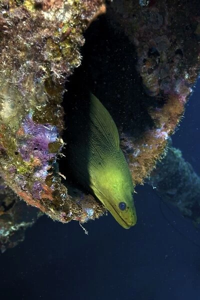 A large Green Moray eel within the Hilma Hooker shipwreck