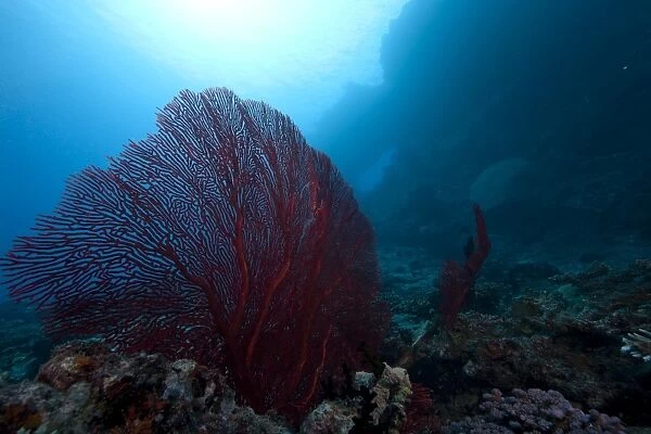 Large red gorgonian sea fan on a Fijian Reef