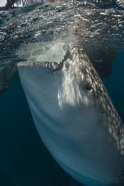 Large whale shark siphoning water from the surface, West Papua, Indonesia