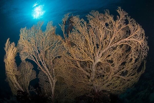 Large yellow brown gorgonian sea fan profiled against sunburst