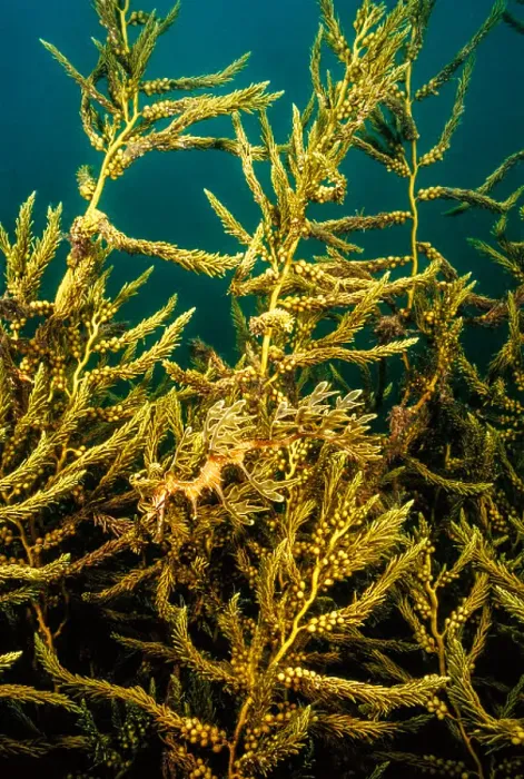 Framed Print : A Leafy Sea Dragon Print Framed Print : A Leafy Sea Dragon Print