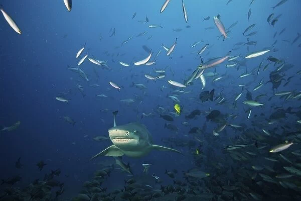 Lemon Shark swims through a school of reef fish, Fiji