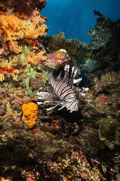 Lionfish, Fiji