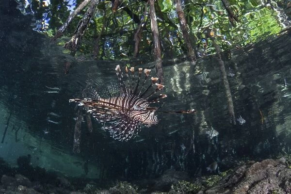 A lionfish swims along the edge of a mangrove