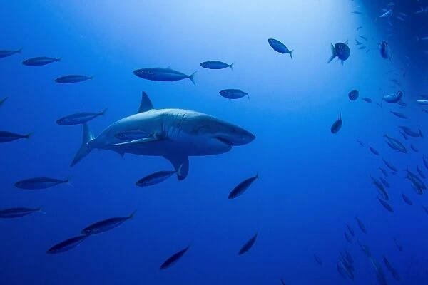 Male great white shark and bait fish, Guadalupe Island, Mexico
