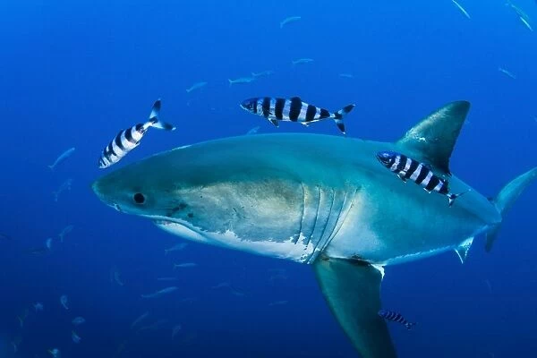 Male great white shark and pilot fish, Guadalupe Island, Mexico