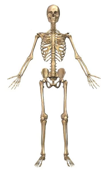 Male human skeleton in dynamic posture, front view