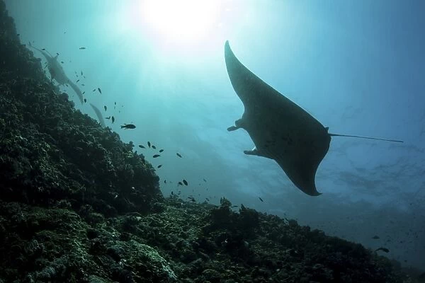 A manta ray swims through a current-swept channel in Indonesia