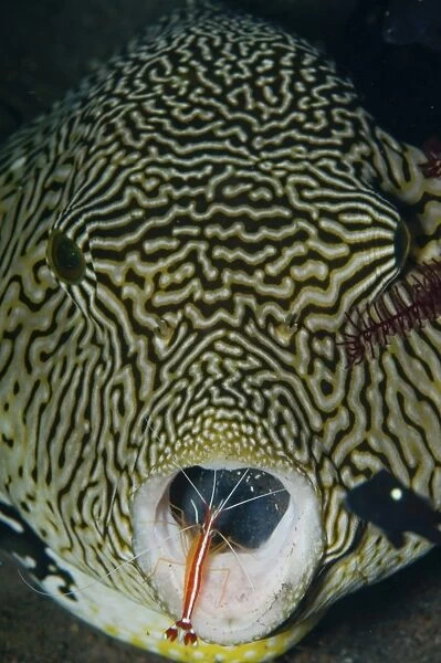 Map pufferfish with red cleaner shrimp, Bali, Indonesia