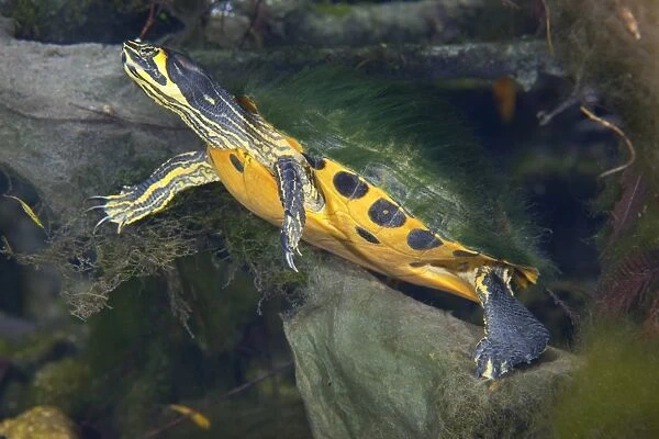 A Map Turtle with moss growing on its shell