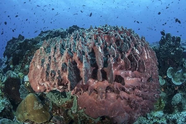 A massive barrel sponge grows on a healthy coral reef