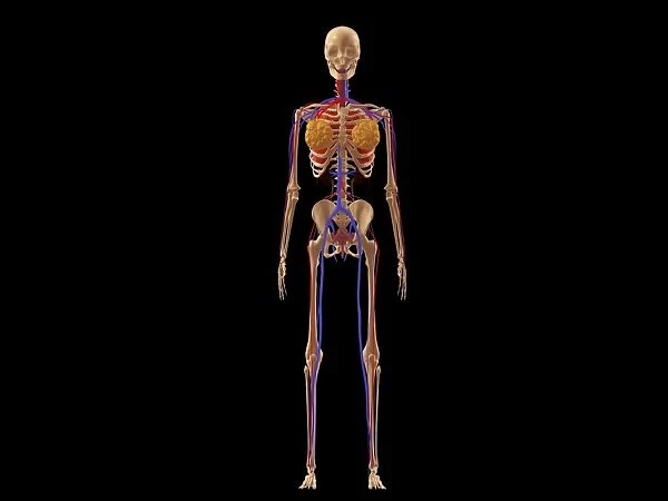 Medical illustration of female skeleton with veins and arteries