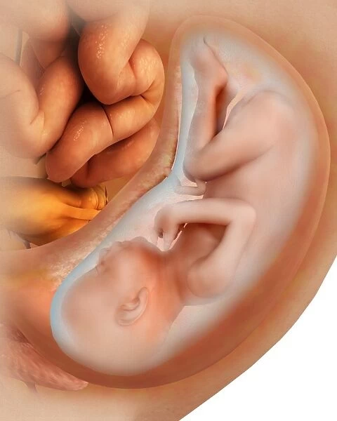 Medical illustration of fetus development at 36 weeks