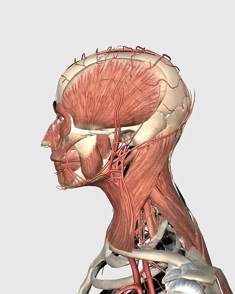 Medical illustration showing human head and neck muscles with veins