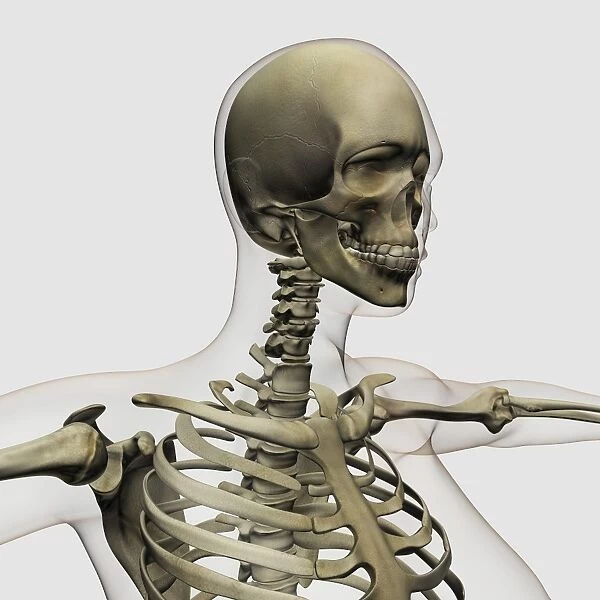 Medical illustration of a womans skull and skeletal system