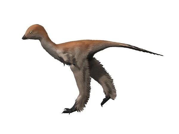 Mei long is a troodontid from the Cretaceous period of China