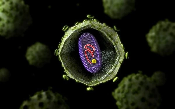 Microscopic view of HIV virus, cross section