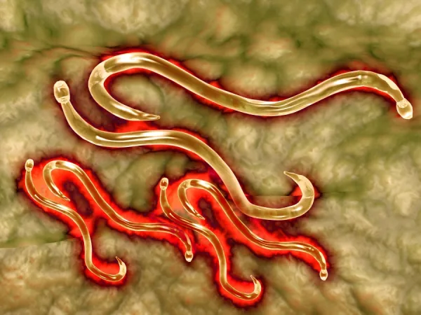 Microscopic view of hookworm