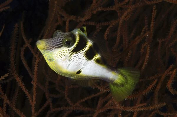 Mimic filefish, North Sulawesi, Indonesia
