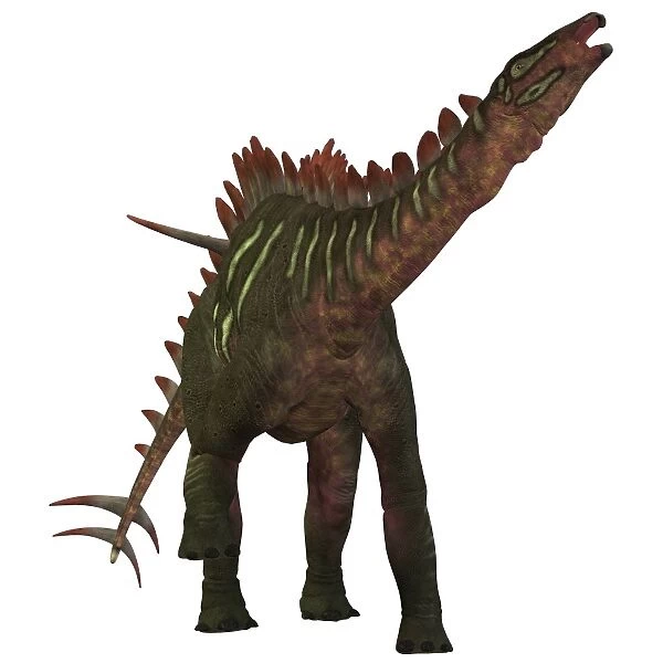 Miragaia is a genus of stegosaurid dinosaur