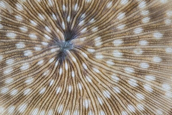 Detail of a mushroom coral on a reef in Indonesia