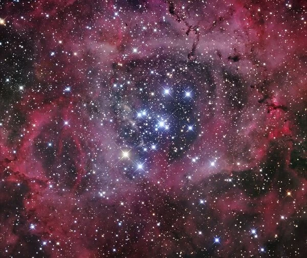 NGC 2244, the open cluster within the Rosette Nebula