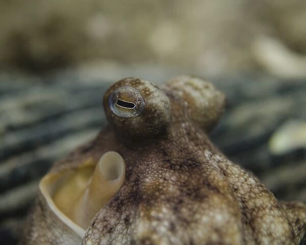 Octopus eyeballs, West Palm Beach. Florida