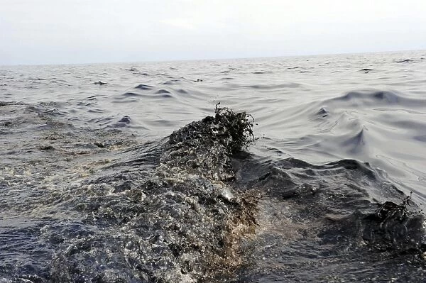 Part of an oil slick in the Gulf of Mexico
