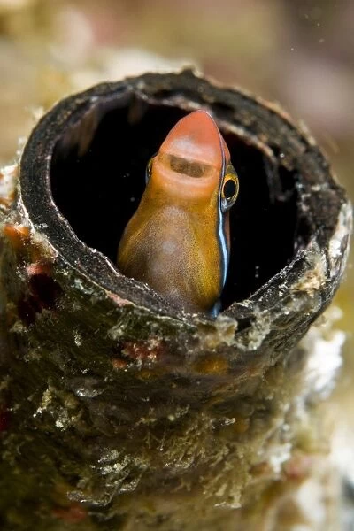 Orange blenny peeking out of a tube, Komodo, Indonesia
