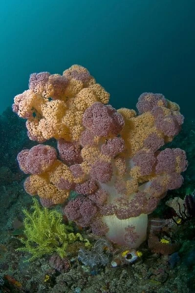 Orange and pink soft coral, Komodo, Indonesia