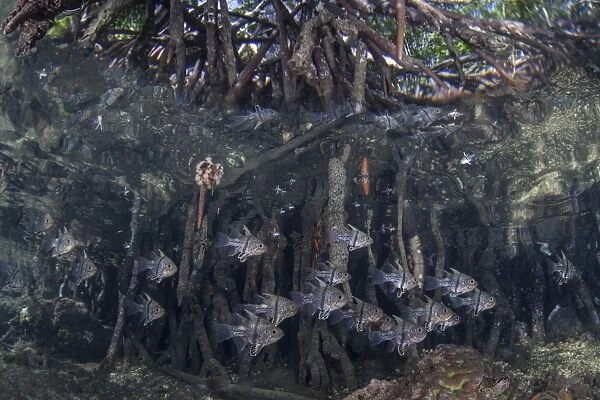 Orbiculate cardinalfish swimming underneath a mangrove tree