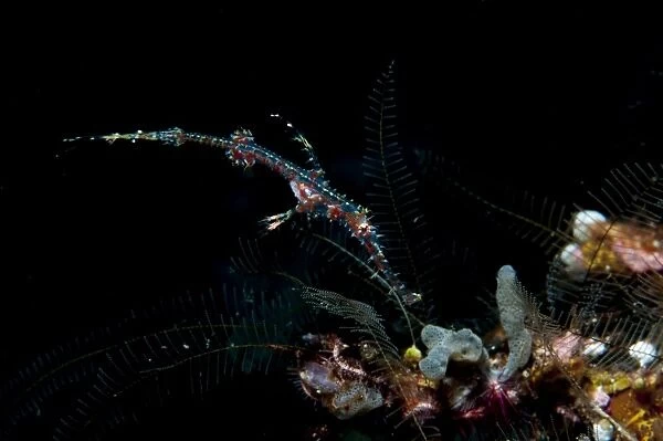Ornate ghost pipefish, Sulawesi, Indonesia