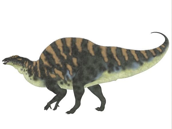 Ouranosaurus dinosaur, white background