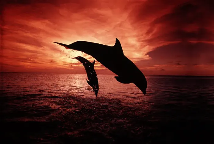 Framed Print : Atlantic Bottlenose Dolphins Print Framed Print : Atlantic Bottlenose Dolphins Print