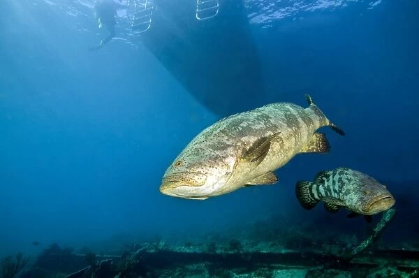 A pair of Goliath Groupers off the coast of Key Largo, Florida